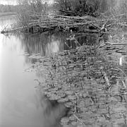 Lily Pads, Swamp near Atsion